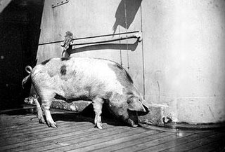 <span class="mw-page-title-main">Tirpitz (pig)</span> WWI naval mascot