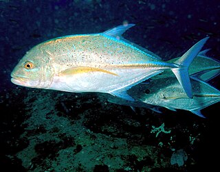 <span class="mw-page-title-main">Bluefin trevally</span> Species of fish