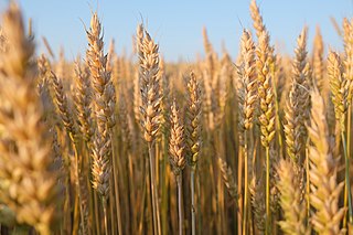 <span class="mw-page-title-main">Wheat</span> Genus of grass cultivated for grain