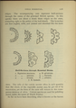 Equisetum telmateia (as syn. Equisetum maximum) plate 126 in: Wayside and woodland blossoms, 1895