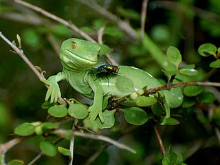 <span class="mw-page-title-main">Wellington green gecko</span> Species of lizard