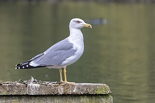 <span class="mw-page-title-main">Yellow-legged gull</span> Species of bird