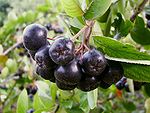 Temnoplodec – Aronia melanocarpa (plody)