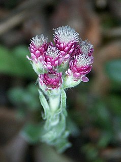 <i>Antennaria dioica</i> Species of flowering plant