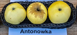 <span class="mw-page-title-main">Antonovka</span> Apple cultivar