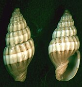 Austromitra analogica