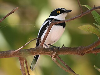 Grey-headed batis Species of bird