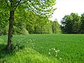 Felder und Wald in Becklem/Henrichenburg