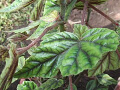 Détail des feuilles et tiges (spécimen cultivé)