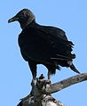 Black vulture