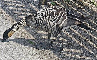 At WWT Slimbridge in England