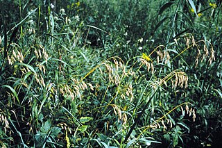 <i>Bromus kalmii</i> Species of grass