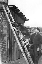 German night-watchman with dog, 1950