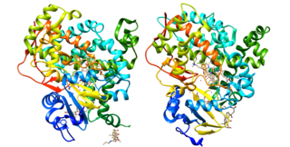 <span class="mw-page-title-main">CYP24A1</span>