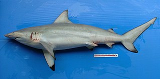 <span class="mw-page-title-main">Graceful shark</span> Species of shark