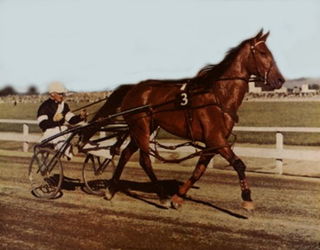 <span class="mw-page-title-main">Cardigan Bay (horse)</span> New Zealand Standardbred racehorse