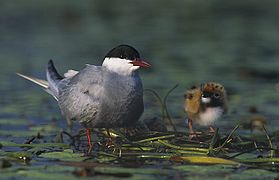 Vue en couleur d'un oiseau gris au haut de tête noir, un oisillon à sa gauche, les deux les pattes dans l'eau.