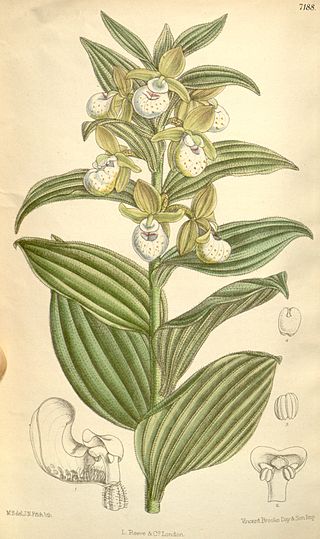 <i>Cypripedium californicum</i> Species of orchid