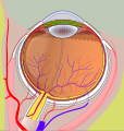 Right eye without labels (horizontal section)