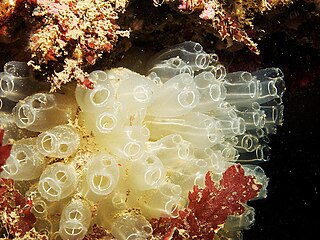 <i>Diazona violacea</i> Species of sea squirt