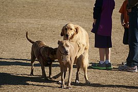 Anjing yang sedang kawin