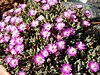 Drosanthemum hispidum 1-1.JPG