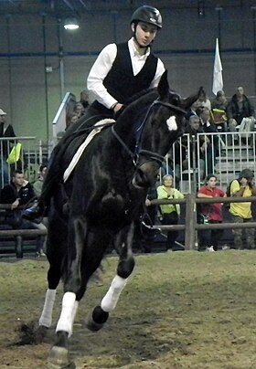 Salernitano monté à la Fieracavalli 2014