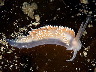 <i>Coryphella verrucosa</i> Species of gastropod