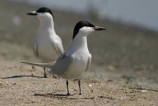 <span class="mw-page-title-main">Gull-billed tern</span> Species of bird