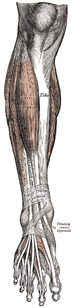 Anterior leg muscles Gray437.png