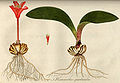 Haemanthus pubescens