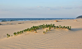 Duingebied langs de Oostzee.