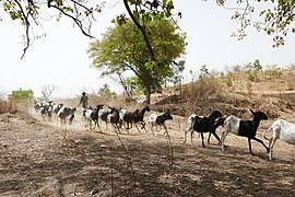 Koumagou et les moutons