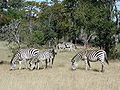 Equus quagga (formerly Equus burchelli)