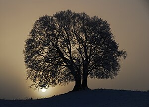 30. Platz: Boschfoto mit Die Drumlin-Buche im Landschaftsschutzgebiet „Westlicher Teil des Landkreises Starnberg“