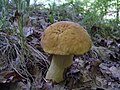 Leccinum crocipodium