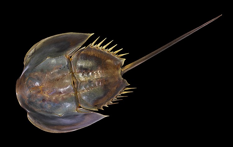 Мечехвост Limulus polyphemus