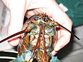 Thumbnail for Pain in crustaceans