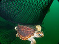 Image 102Technology such as this turtle excluder device (TED) allows this loggerhead sea turtle to escape. (from Marine conservation)