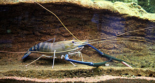 <i>Macrobrachium rosenbergii</i> Species of prawn