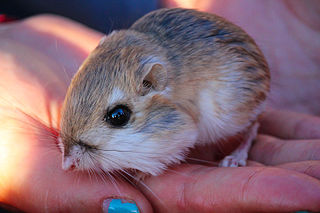 <span class="mw-page-title-main">Merriam's kangaroo rat</span> Species of rodent