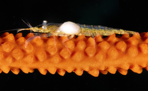 July 4: Miopontonia yongei, a shrimp from family Palaemonidae