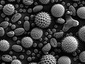 Thumbnail for Scanning electron microscope