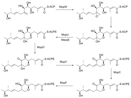 Figure 4. The pyran ring of mupirocin is generated in this proposed multistep reaction. Gene knockouts of mupO, mupU, mupV and macpE abolish PA-A production but not PA-B production, demonstrating that PA-B is a precursor to PA-A. Mupirocin pyran2.png