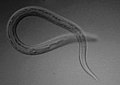 Nematodo Necator americanus, a dormencia en nematodos e en virus é tamén común.