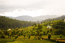 The Nilgiris was preferred by the British for its moderate 'English-like' climate. Nilgiri Hills.jpg