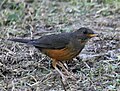 Turdus olivaceus (cat.)