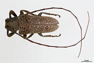 <i>Oncideres</i> Genus of beetles