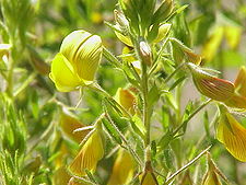 Ononis natrix, flowers and foliage Ononis natrix0.jpg