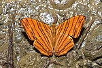 Thumbnail for File:Openwing basking position of Chersonesia risa (Doubleday, -1848-) - Common Maplet.jpg